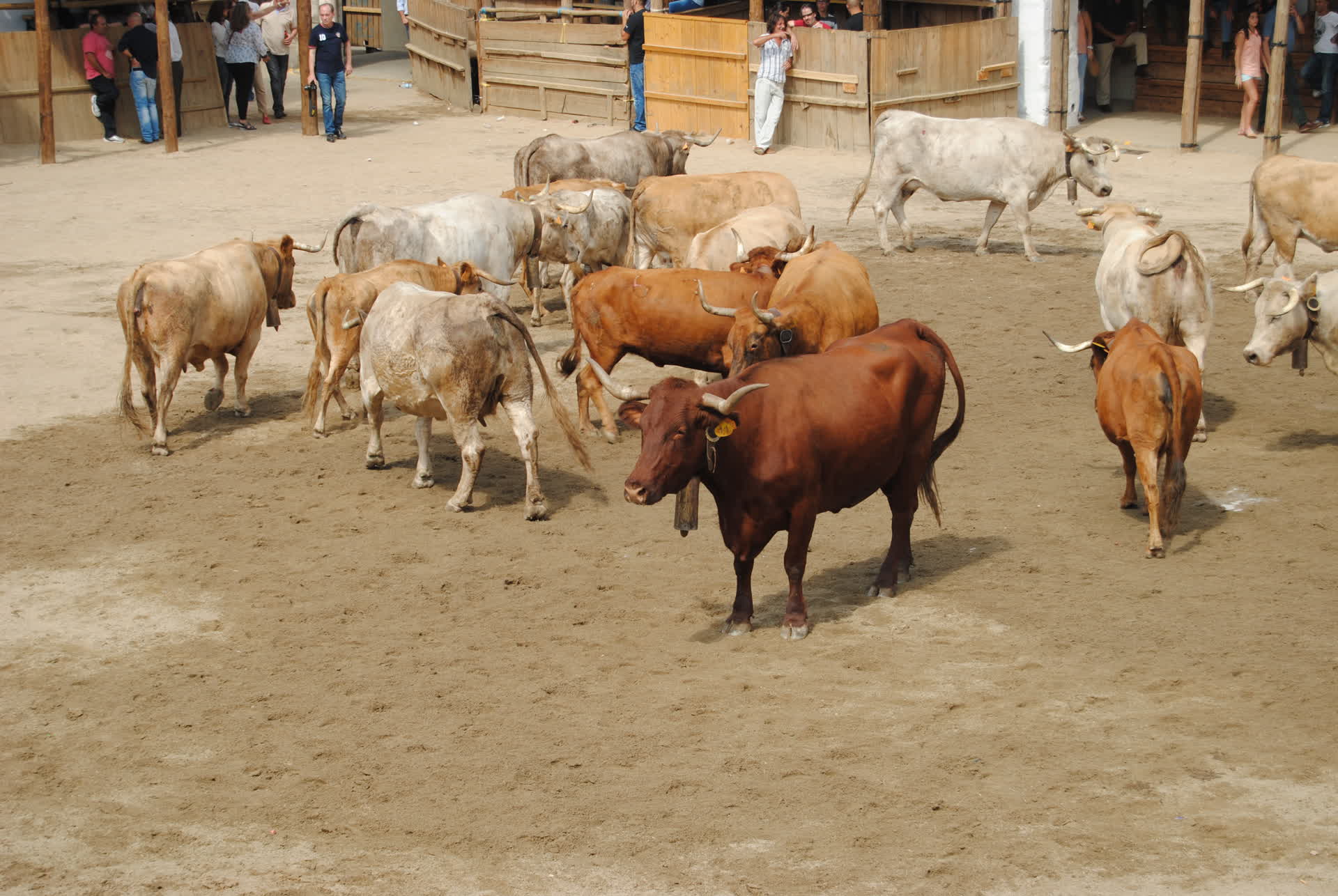 Las Capeas de Segura de León